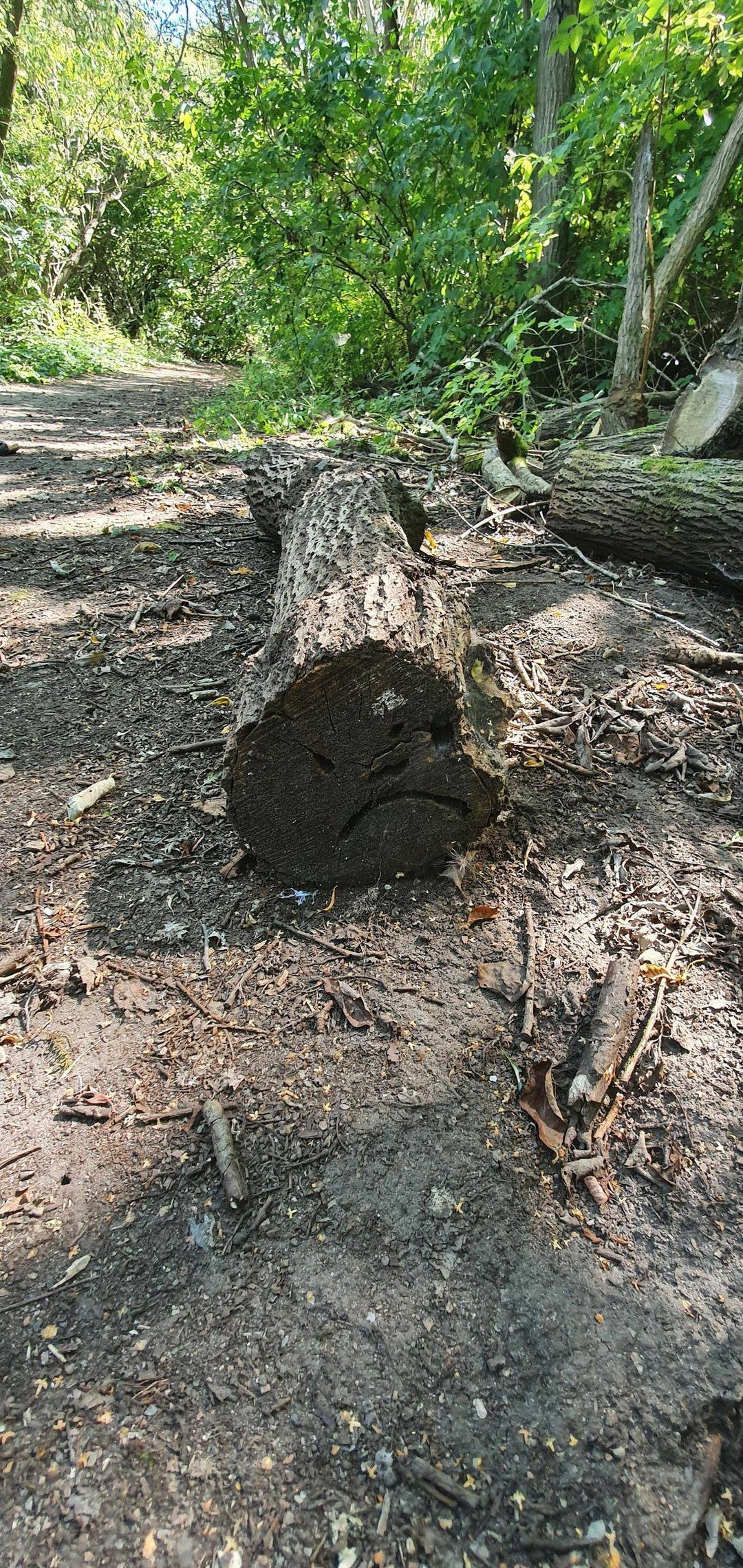 Found a very sad tree stump while hiking today