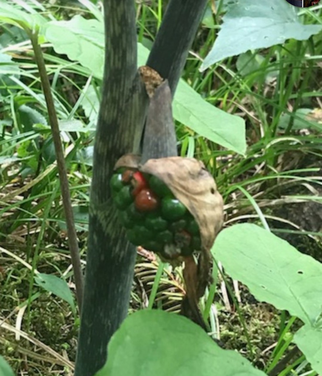 Found this while hiking in Kawartha Lakes – does anyone know what it is