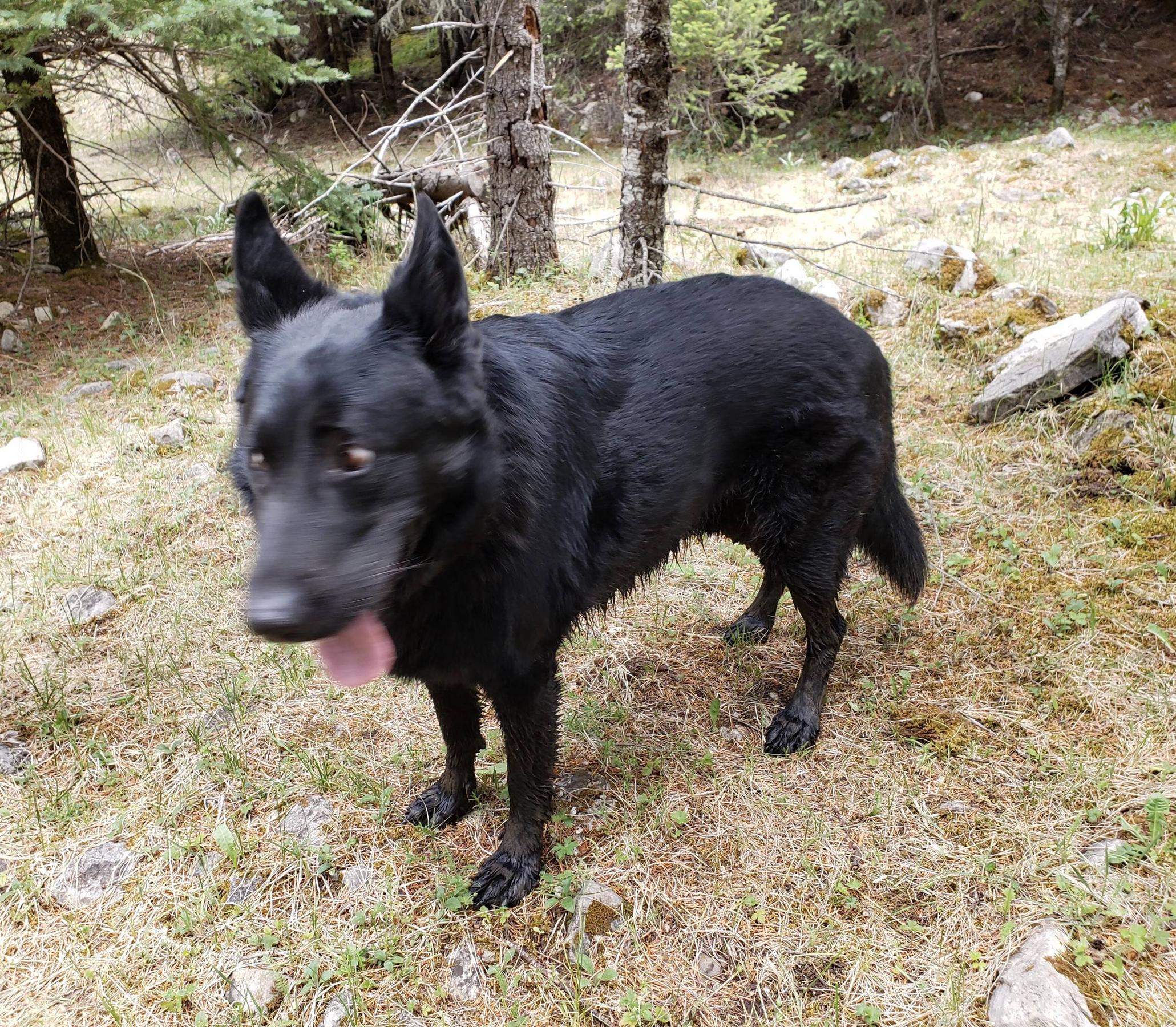 Max going hike crazy