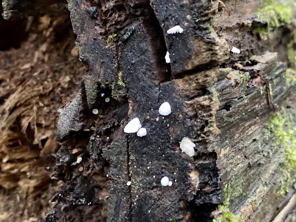 All of the Fungi I saw yesterday on my short hike