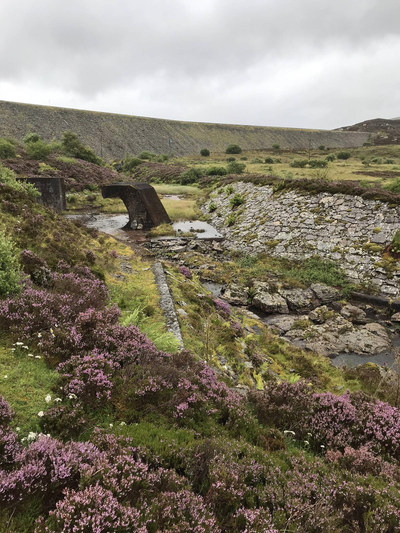 Heather in bloom at the Breaclaich dam spillway on the Rob Roy Way, near Killin, Scotland, UK