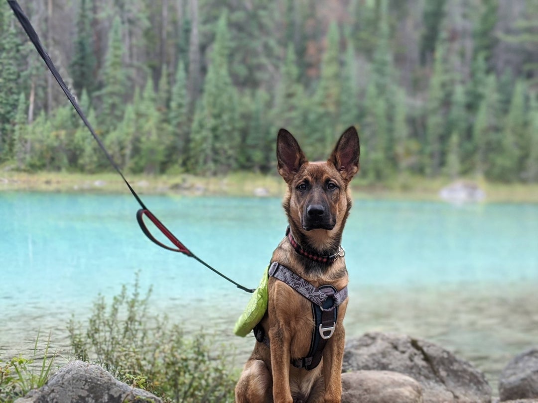 Took Arlo for his first hike yesterday. He loved it