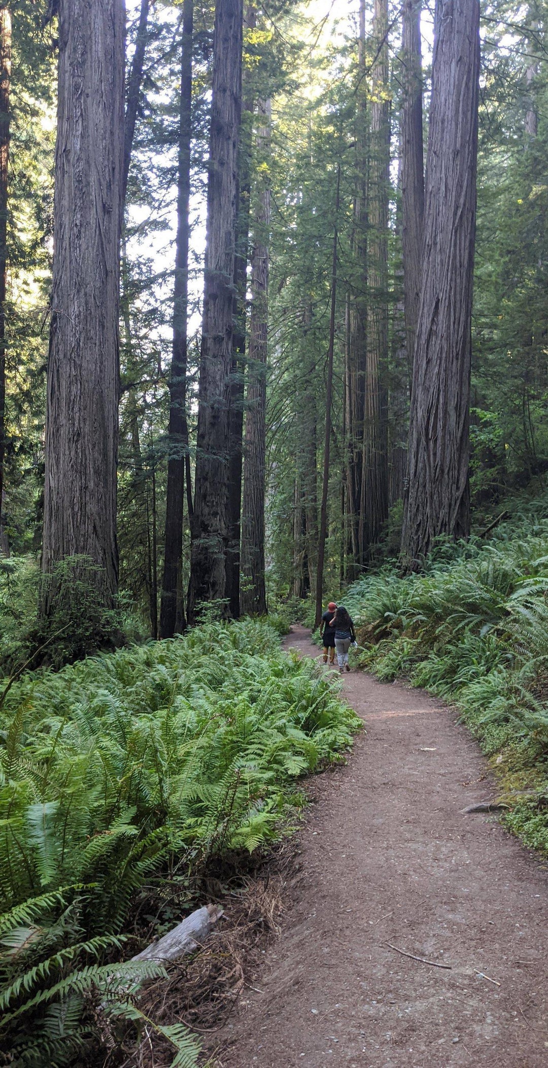 Prairie Creek Redwoods State Park