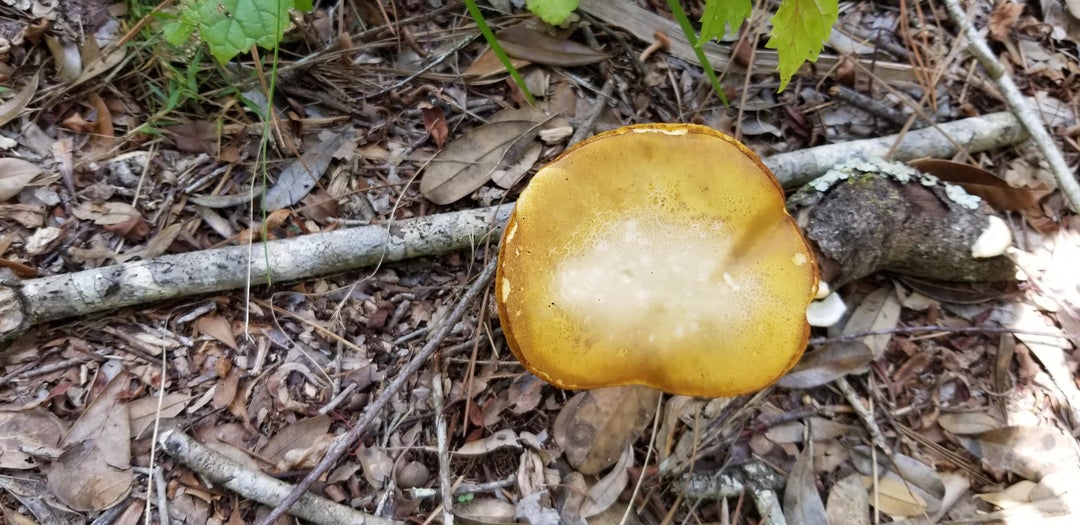 Mushrooms commonly seen hiking through FL. My google skills arent helping to ID them