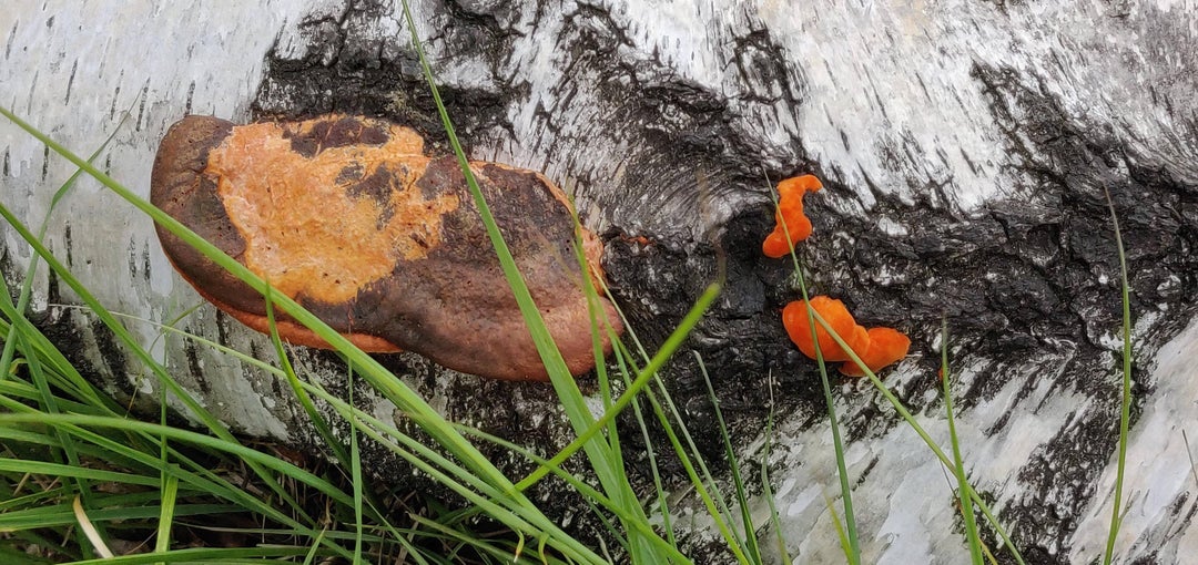 Some funky orange fellas I found on a hike