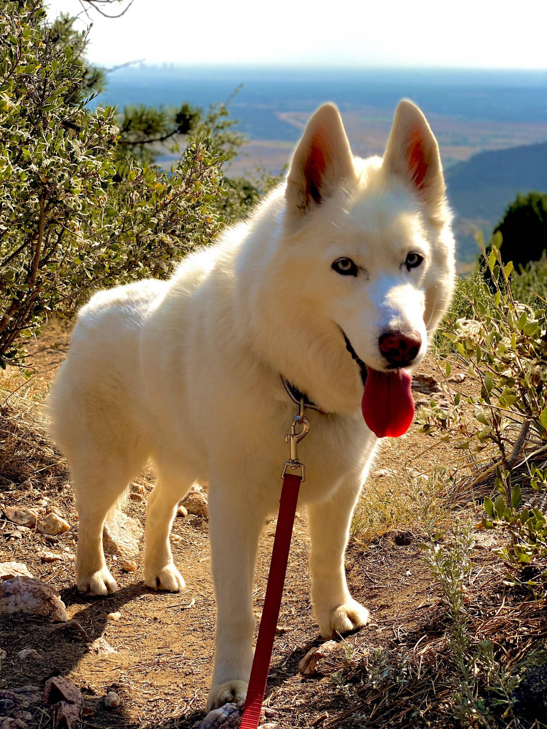 Mt Falcon is such a nice place to hike with the dog