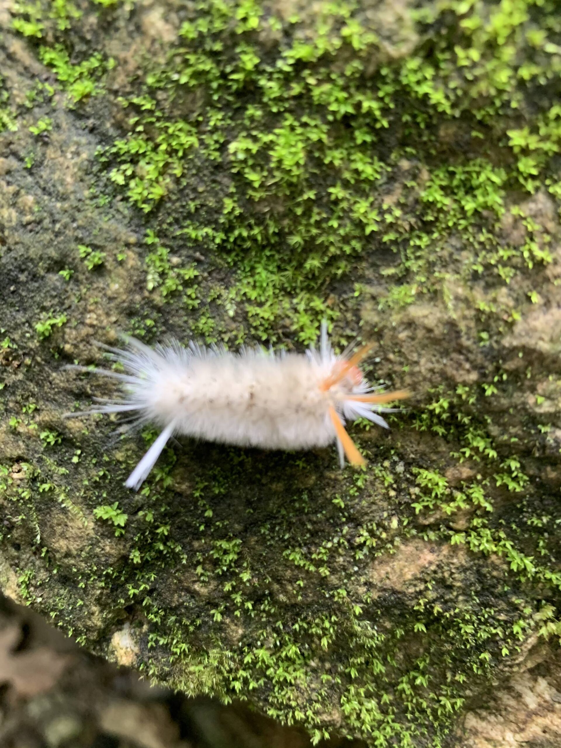 SW Ohio, USA Found this on a hike near a river. Approximately 1.5-2.0 inches.