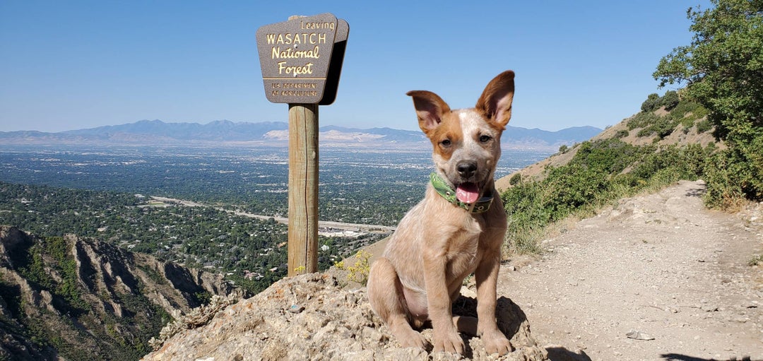 Whiskeys first hike Millcreek Canyon, Salt Lake City, UT, USA