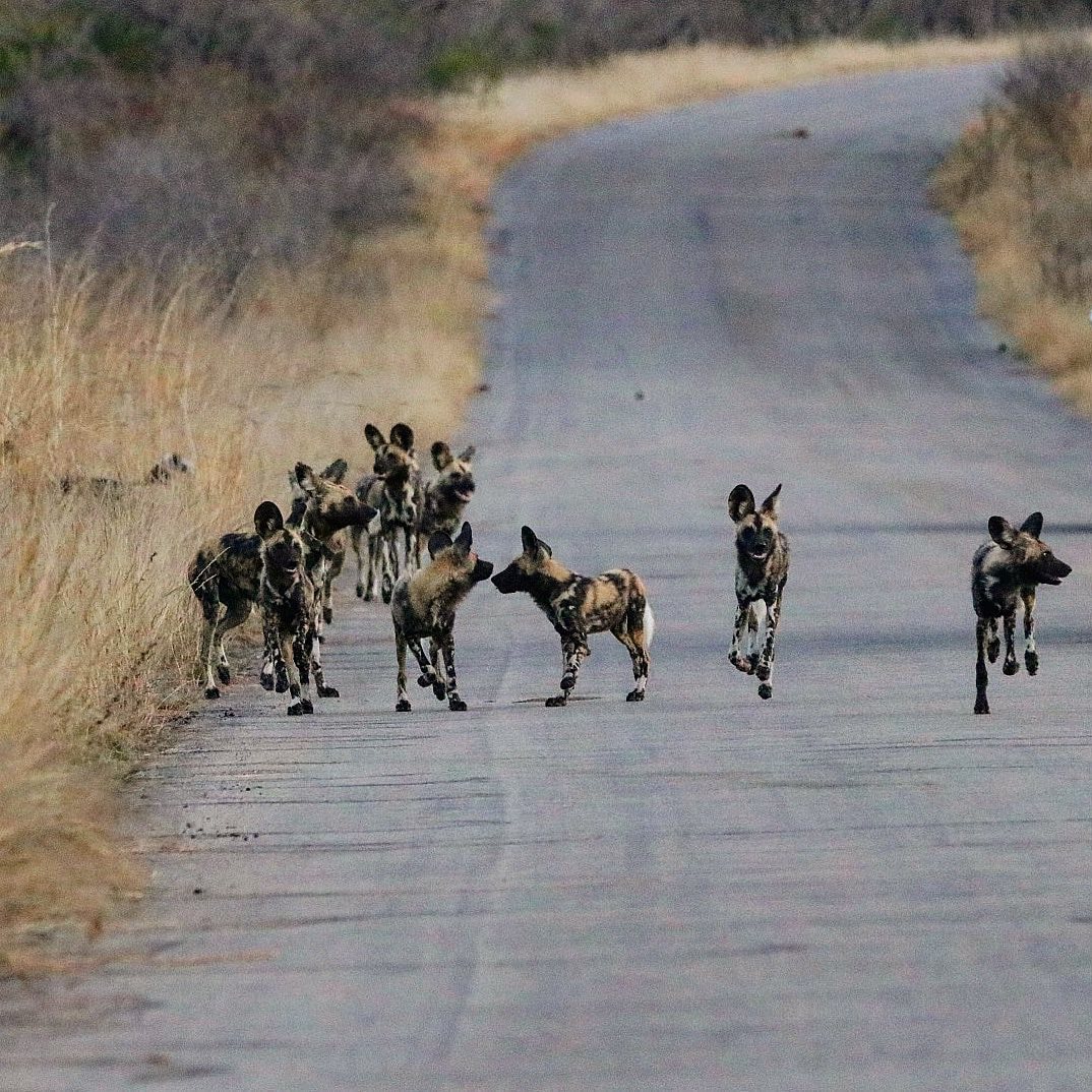 A great find this week in the Kruger National Park, Wild Dogs one of South Africas endangered speci…