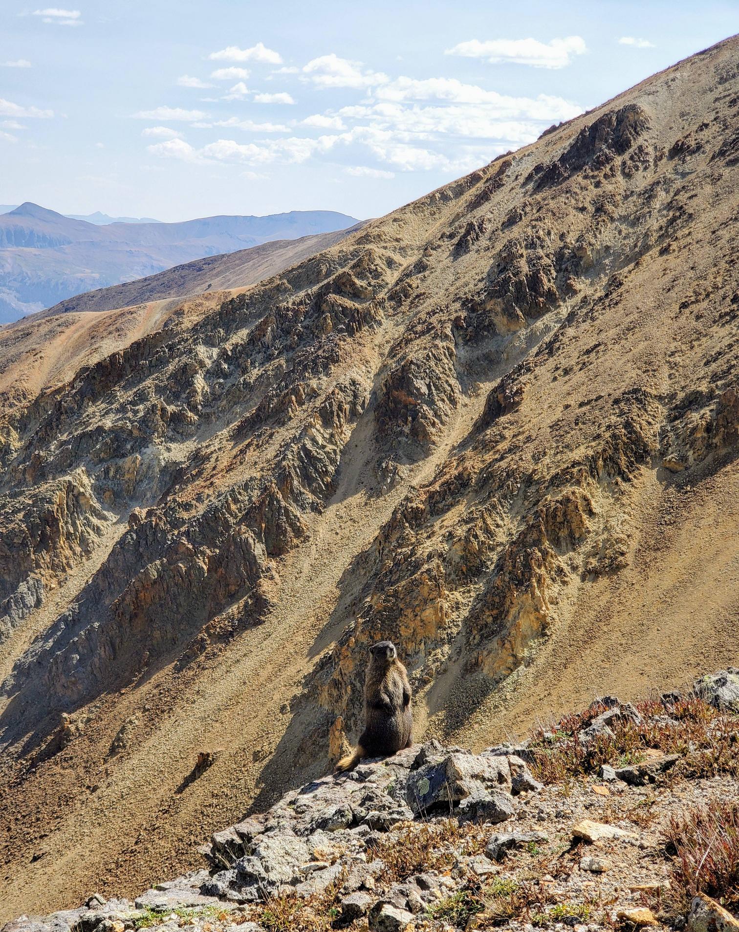 Epic marmot sighting while hiking Redcloud Peak this weekend, San Juan Mountains, Colorado, USA