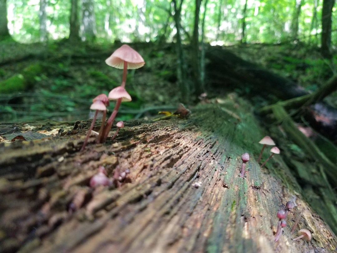 Found while hiking in Ohio