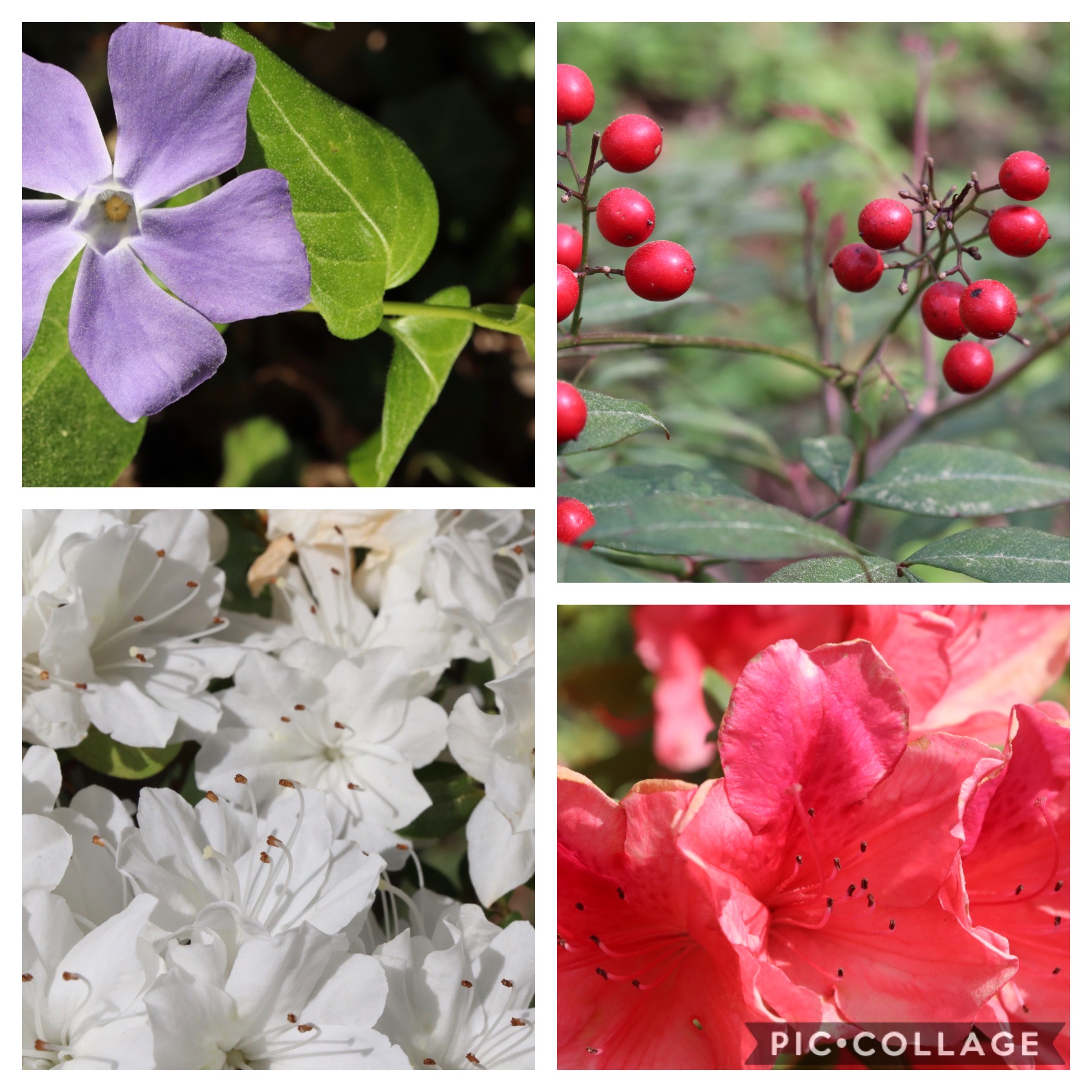 Nature Hike With the Kids, Atlanta, March 2020