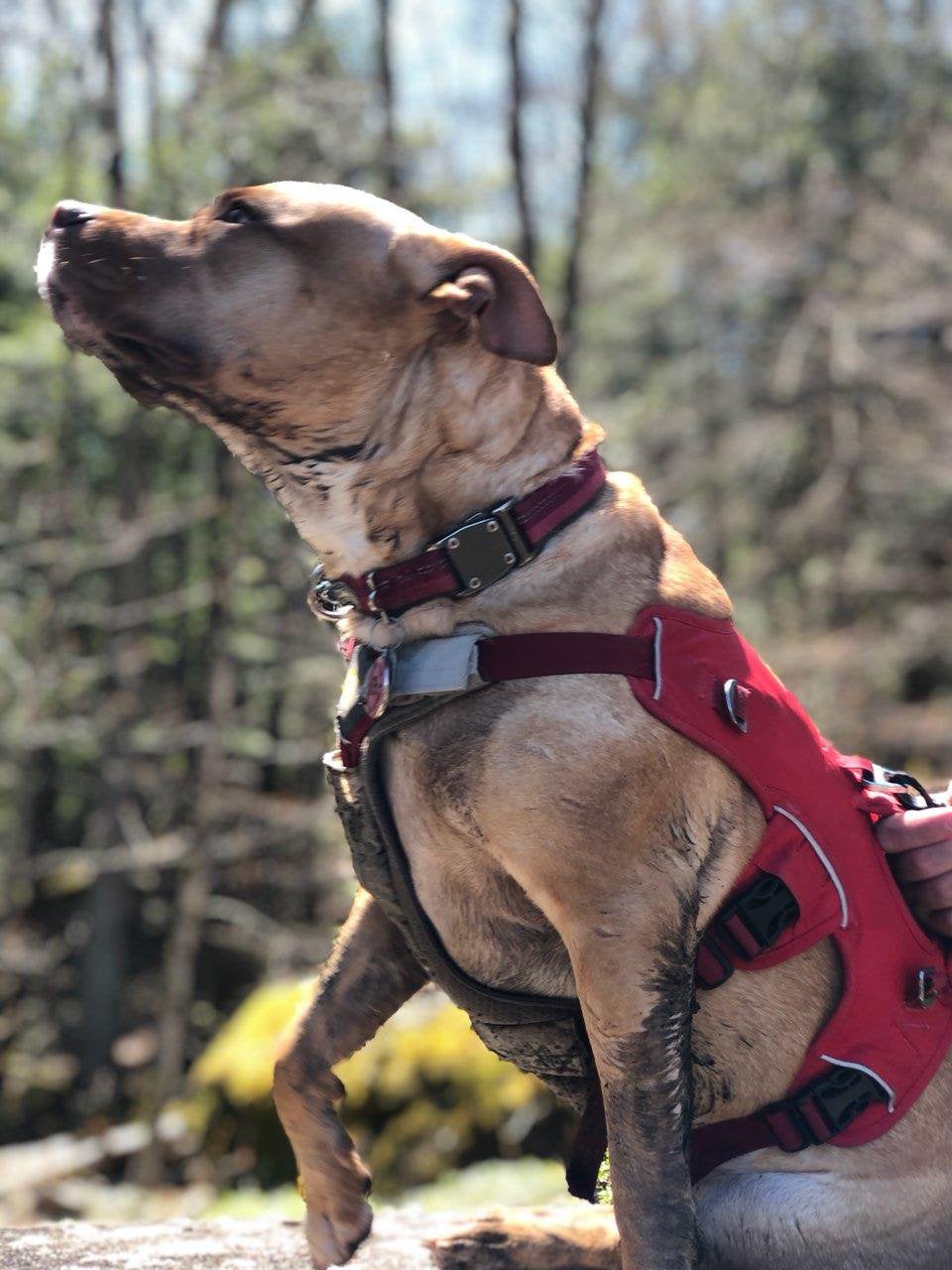 Muddy Hikes