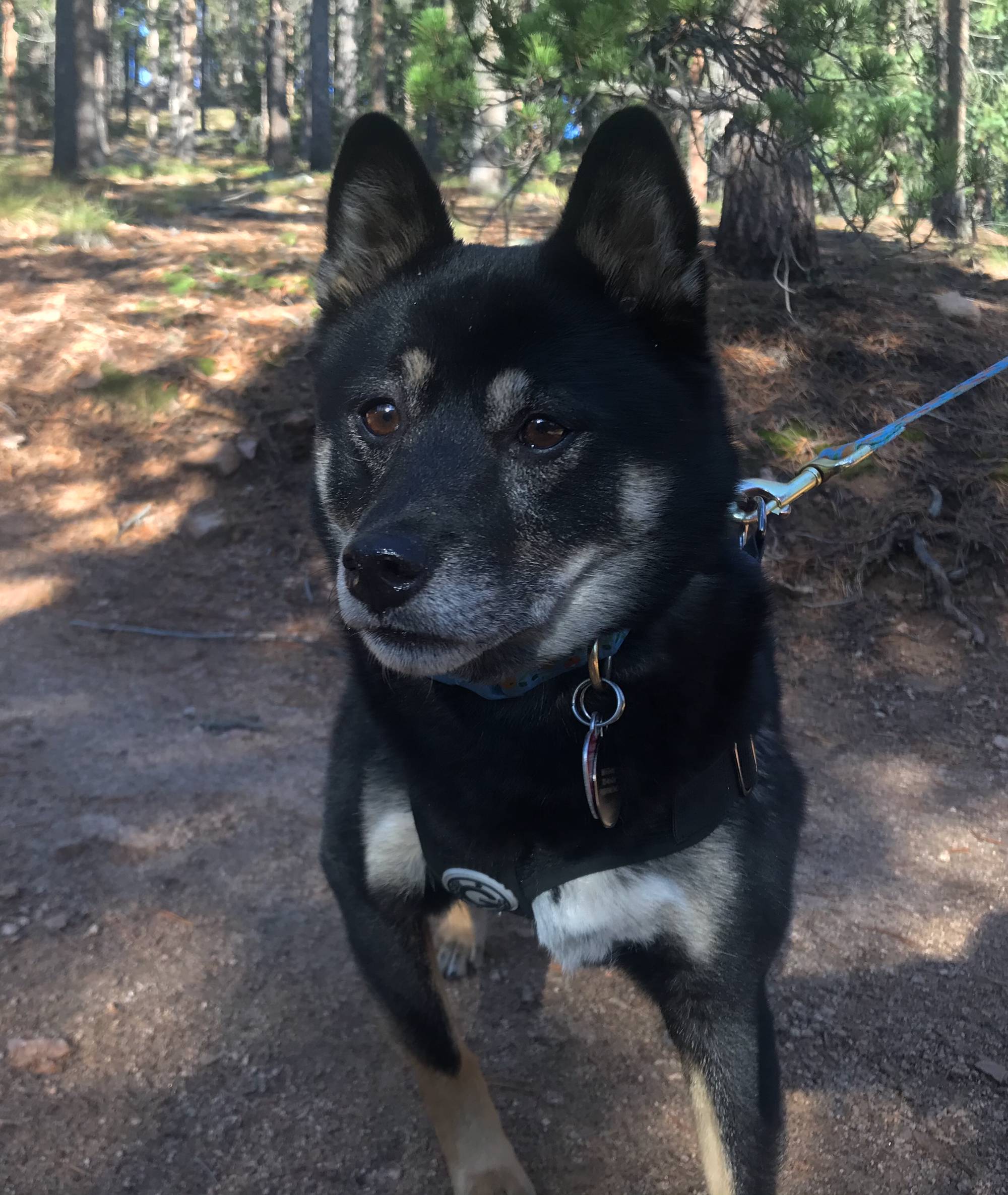 Shoob Hike