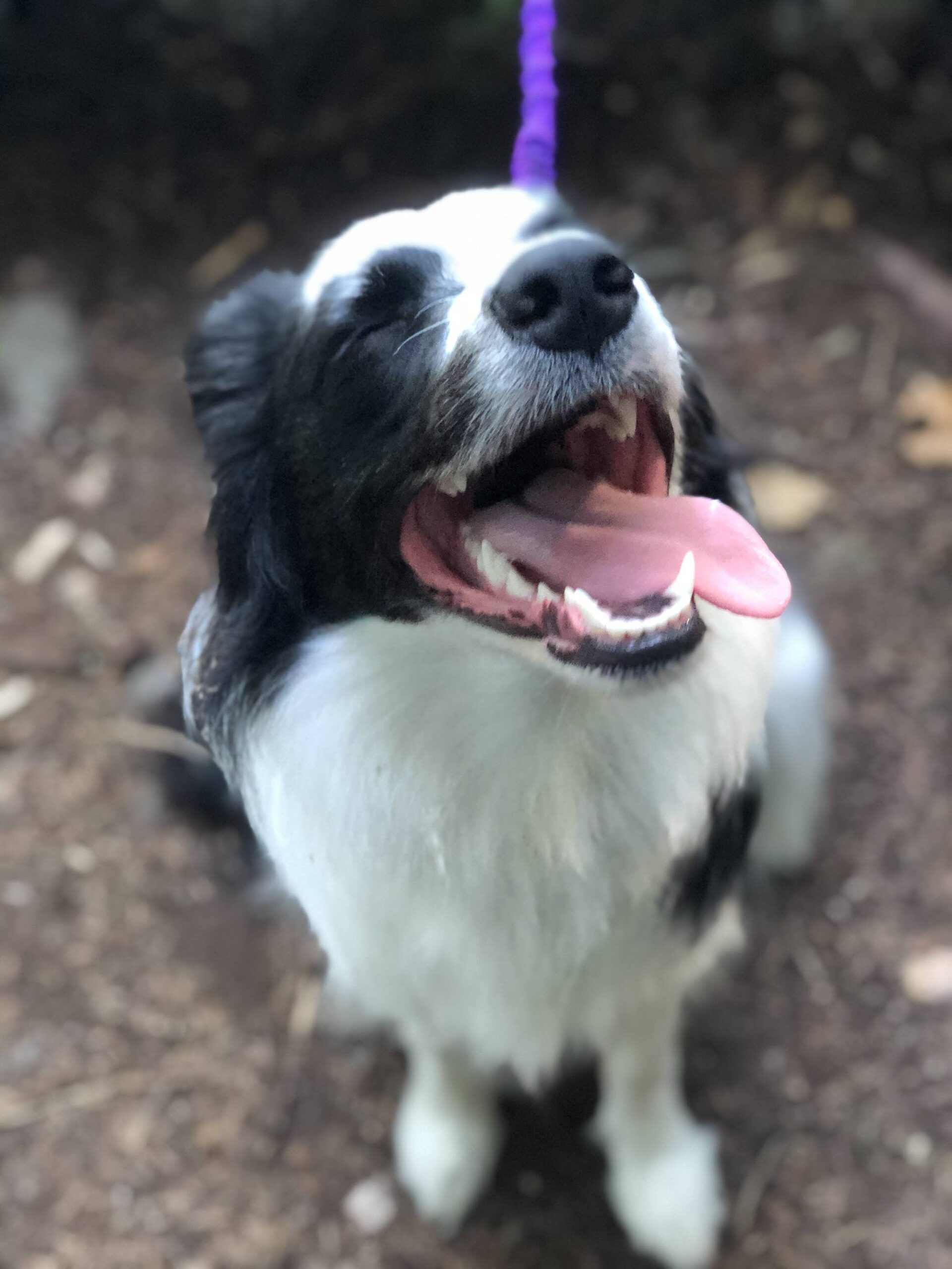 Heres a picture I took of my Dads dog on her first hike today