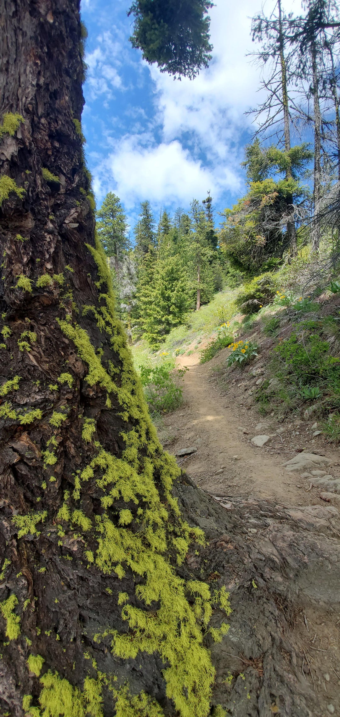 Iron Bear Creek Trail in Cle Elum, Wa USA – May 23rd 2020