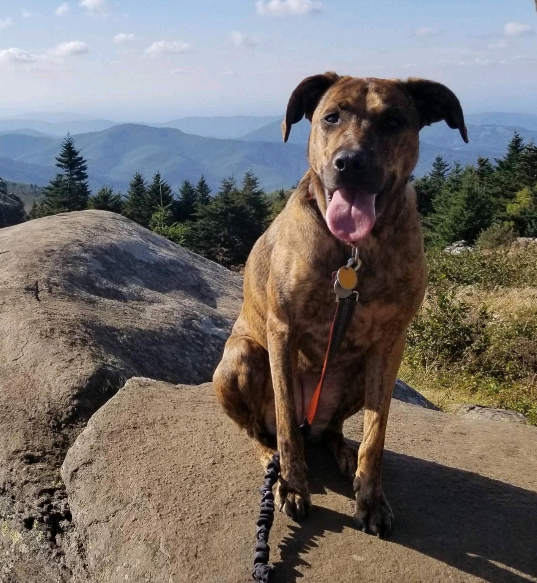 The best hiking partner anyone could ask for