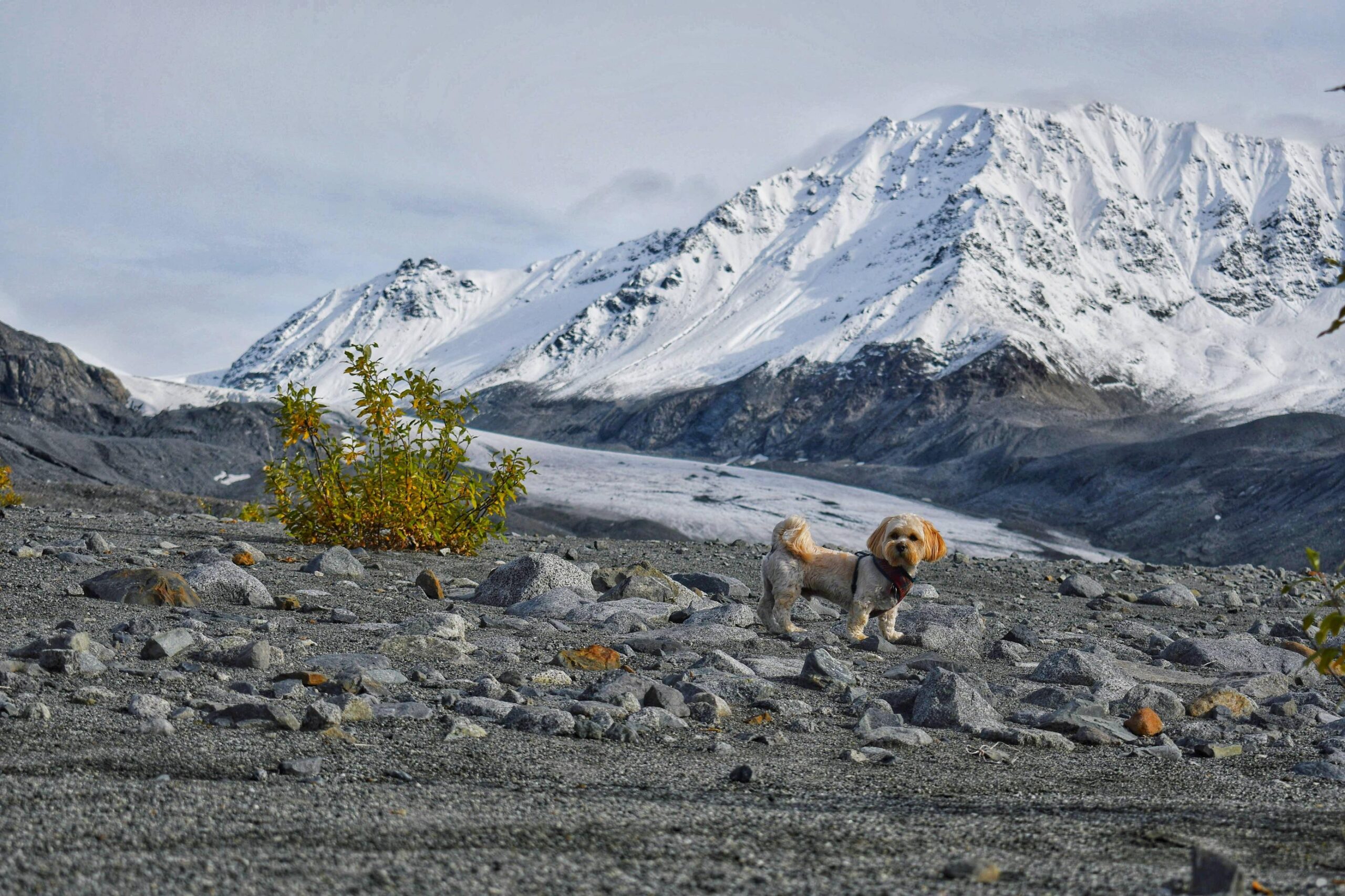 ITAP of my dog hiking Gulkana Glacier, Alaska