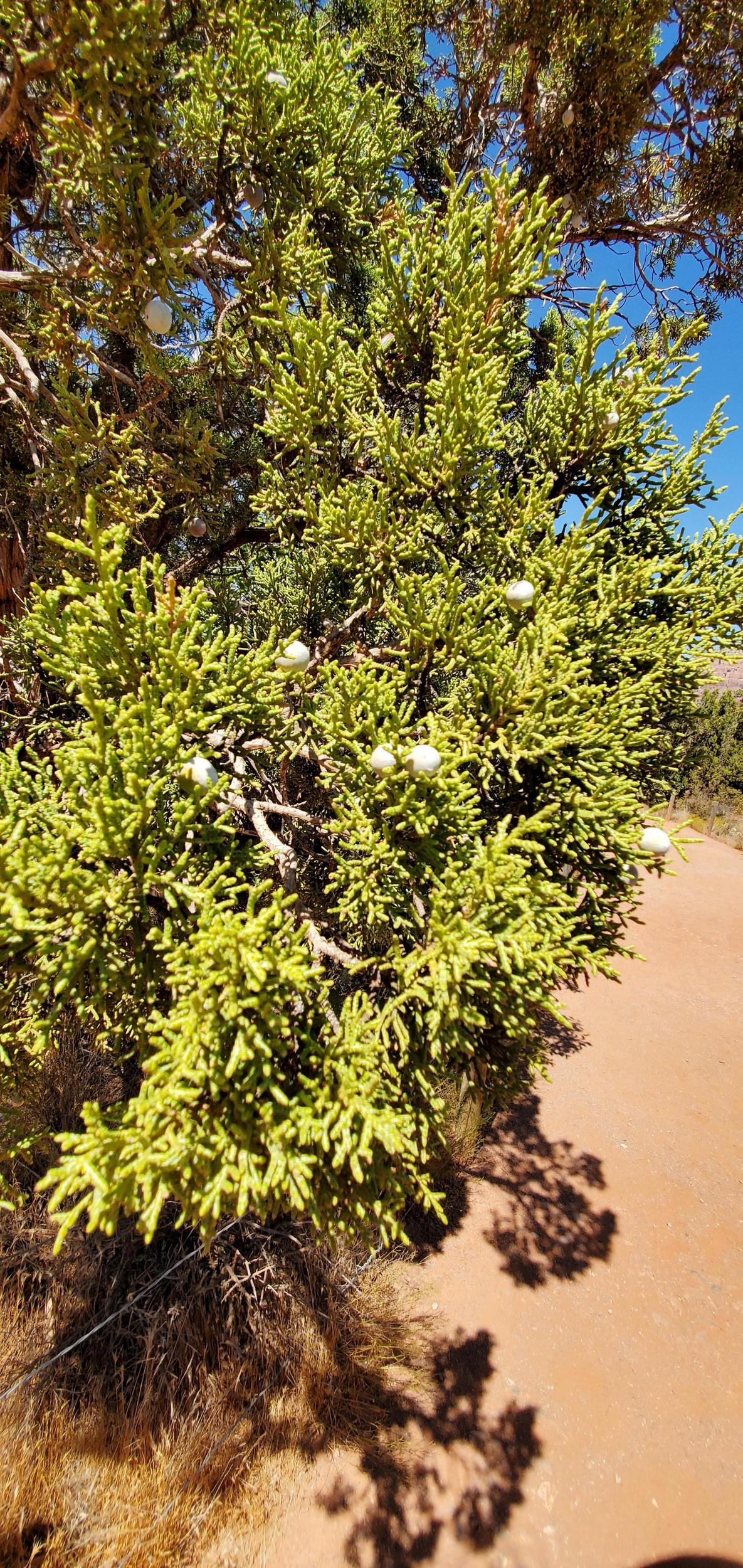 Is this a Utah Juniper Im on Sedona AZ and found this tree on a hike near Bell Rock.